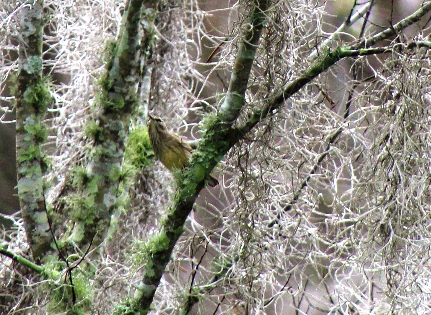 Wildlife March 15 B
